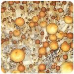 Псилоцибиновые (галлюциногенные)  грибы Psilocybin "Golden Teacher" в Зеленодольске