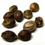 Семена марихуаны АК-47  (Seeds AK-47) в Зеленодольске